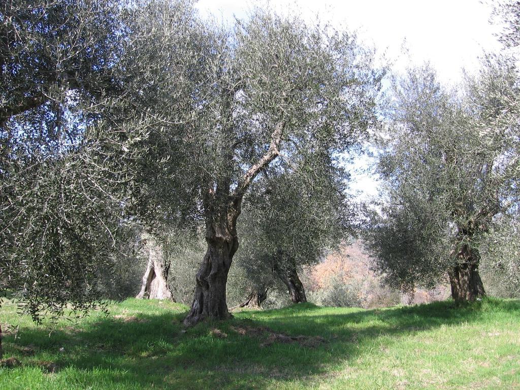 فيلا Casa Fioranna Seggiano الغرفة الصورة