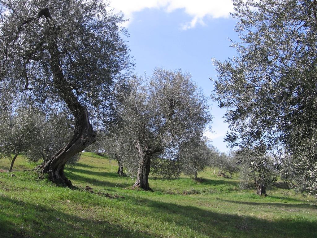 فيلا Casa Fioranna Seggiano الغرفة الصورة